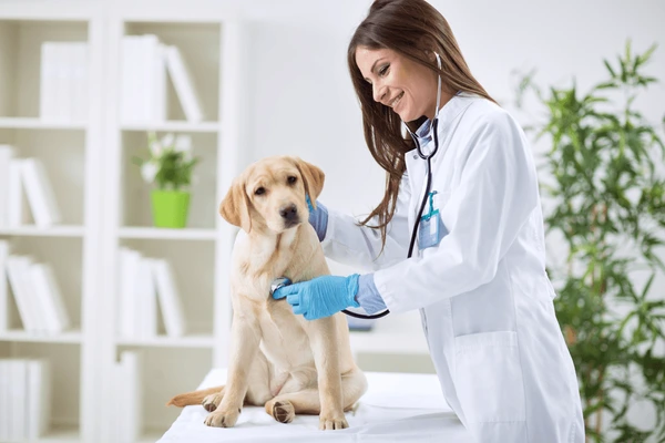 1-veterinary-doctors-.webp