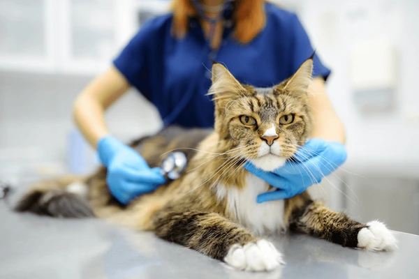 1-veterinary-doctors-for-cat-.webp