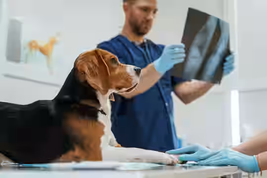 1-veterinary-doctors-for-dog-.webp
